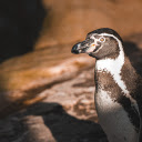 Penguin and Brown Eyes  screen for extension Chrome web store in OffiDocs Chromium