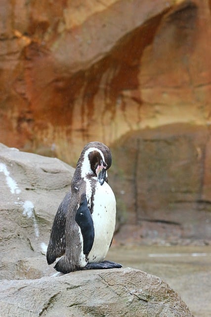 Scarica gratuitamente un'immagine gratuita di pinguino uccello animale natura da modificare con l'editor di immagini online gratuito GIMP