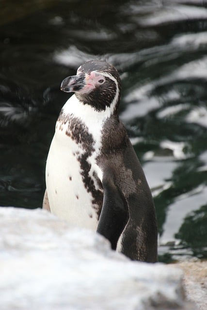 ດາວໂຫຼດຟຣີ penguin bird beak humboldt penguin free picture to be edited with GIMP free online image editor