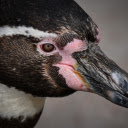 Penguin bird head  screen for extension Chrome web store in OffiDocs Chromium