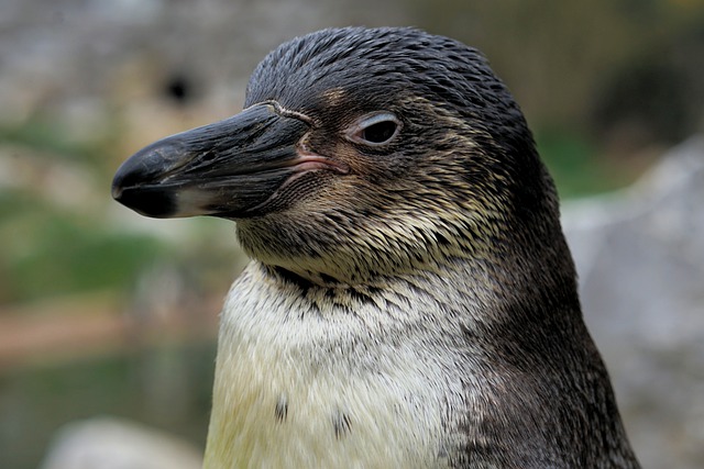 Free download penguin bird ornithology species free picture to be edited with GIMP free online image editor