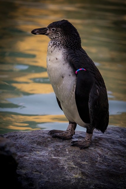 Free download penguin bird stone water nature free picture to be edited with GIMP free online image editor