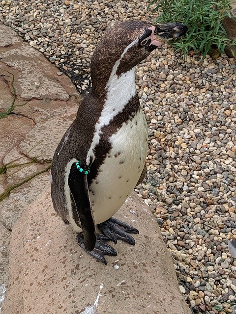 Скачать бесплатно Penguin Bird Zoo - бесплатное фото или изображение для редактирования с помощью онлайн-редактора изображений GIMP