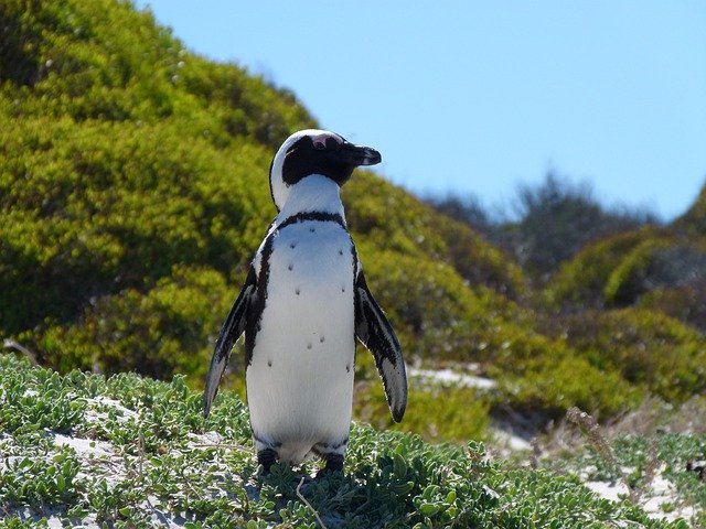 Gratis download Penguin Capetown Southafrica - gratis foto of afbeelding om te bewerken met GIMP online afbeeldingseditor