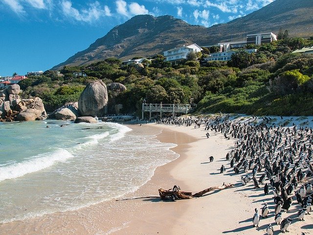 Безкоштовно завантажте Penguin Colony Penguins — безкоштовну фотографію чи зображення для редагування за допомогою онлайн-редактора зображень GIMP