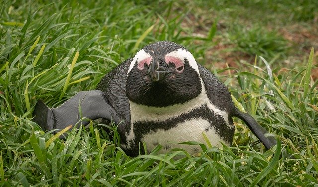 Free download Penguin Donkey South -  free photo or picture to be edited with GIMP online image editor