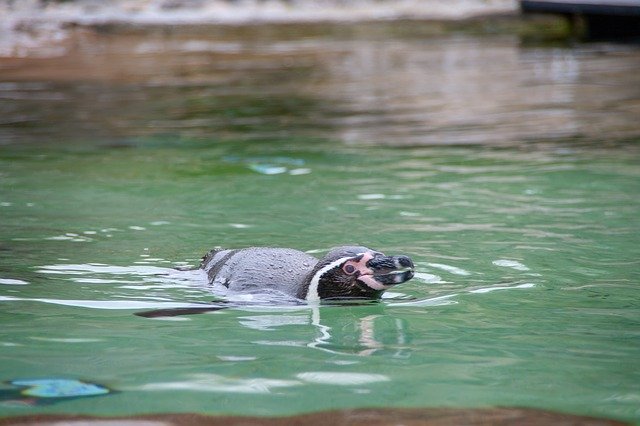 Скачать бесплатно Penguine Face Focus - бесплатное фото или изображение для редактирования с помощью онлайн-редактора изображений GIMP