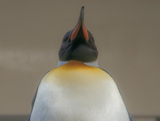 دانلود رایگان Penguin Emperor Bird - عکس یا تصویر رایگان قابل ویرایش با ویرایشگر تصویر آنلاین GIMP