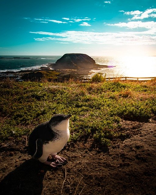 Free download Penguin Iceland Australia -  free photo or picture to be edited with GIMP online image editor