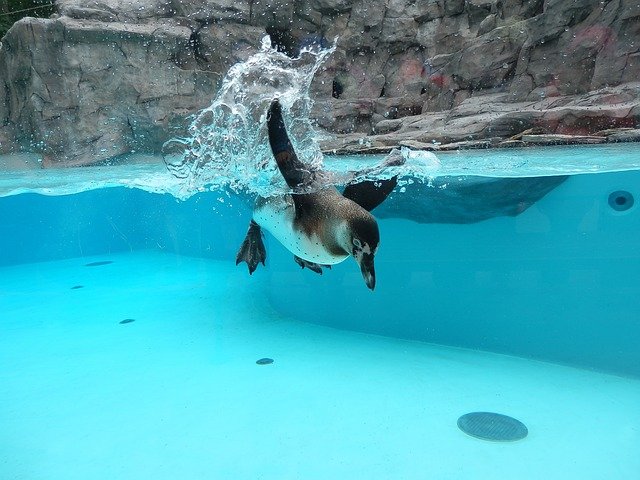 Free download penguin i m already swimming zoo free picture to be edited with GIMP free online image editor