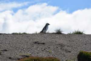 Free download Penguin in silhouette free photo or picture to be edited with GIMP online image editor