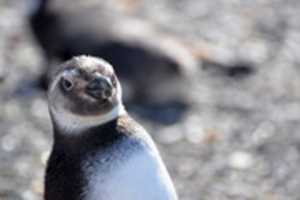 Free download Penguin on Martillo Island free photo or picture to be edited with GIMP online image editor
