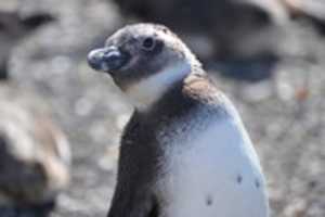 Free download Penguin Portrait free photo or picture to be edited with GIMP online image editor