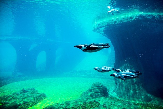 הורדה חינם Penguins Aquarium Water - תמונה או תמונה בחינם לעריכה עם עורך התמונות המקוון GIMP