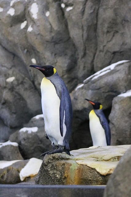 Free download penguins birds mammal wild animal free picture to be edited with GIMP free online image editor