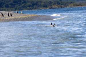 Free download Penguins Enjoying a Swim free photo or picture to be edited with GIMP online image editor