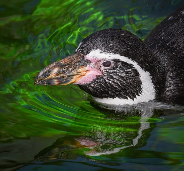 Free download penguin simmar sea green winter free picture to be edited with GIMP free online image editor