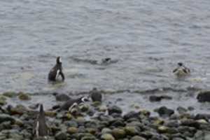 Free download Penguins in the Surf free photo or picture to be edited with GIMP online image editor