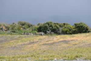 Free download Penguins on Martillo Island Rookery free photo or picture to be edited with GIMP online image editor