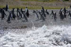 Free download Penguins on the Beach at Martillo Island free photo or picture to be edited with GIMP online image editor