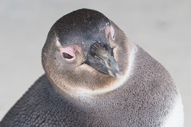 تنزيل Penguin South Africa Beach Cape مجانًا - صورة مجانية أو صورة ليتم تحريرها باستخدام محرر الصور عبر الإنترنت GIMP