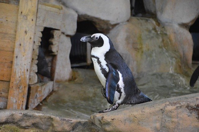 Скачать бесплатно Penguin South The Antarctic - бесплатное фото или изображение для редактирования с помощью онлайн-редактора изображений GIMP