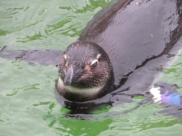 Muat turun percuma Penguin Swimming Water - foto atau gambar percuma percuma untuk diedit dengan editor imej dalam talian GIMP