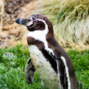 penguin Theme  screen for extension Chrome web store in OffiDocs Chromium