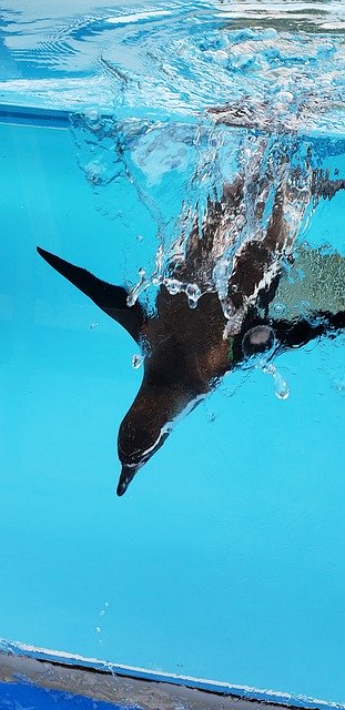 Free download Penguin Underwater Dive -  free photo or picture to be edited with GIMP online image editor