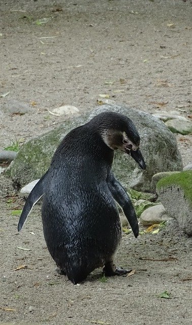 Bezpłatne pobieranie Penguin Young Animal Zoo - darmowe zdjęcie lub obraz do edycji za pomocą internetowego edytora obrazów GIMP