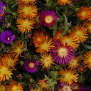 Penny chrysanthemum  screen for extension Chrome web store in OffiDocs Chromium