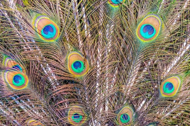 تنزيل Pen Peacock Wheel مجانًا - صورة مجانية أو صورة يتم تحريرها باستخدام محرر الصور عبر الإنترنت GIMP