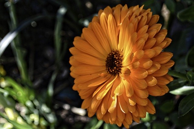 Téléchargement gratuit Pensée Fleur Jaune - photo ou image gratuite à modifier avec l'éditeur d'images en ligne GIMP