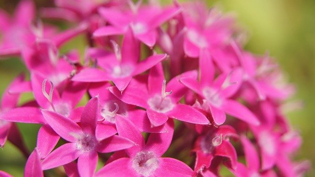 Free download Pentas Lanceolata Pink -  free photo or picture to be edited with GIMP online image editor