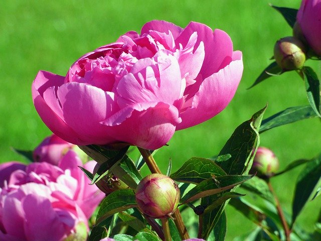 Free download Peonies Flowers Pink -  free photo or picture to be edited with GIMP online image editor