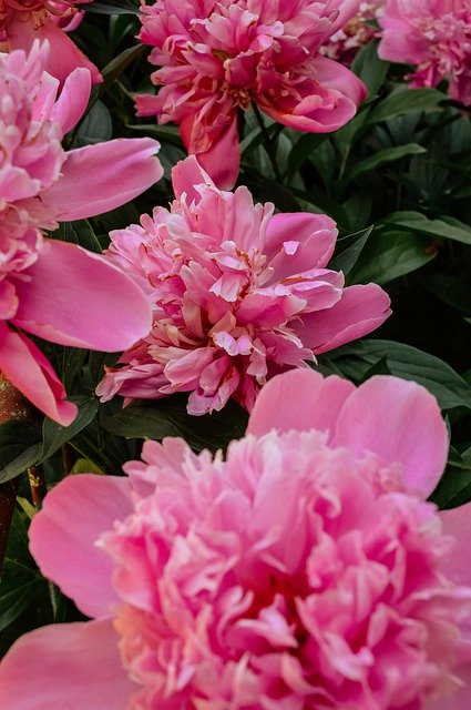 Libreng download Peonies Peony The Buds - libreng larawan o larawan na ie-edit gamit ang GIMP online na editor ng imahe