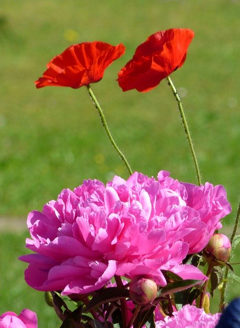 Free download Peonies Poppies Flowers -  free photo or picture to be edited with GIMP online image editor