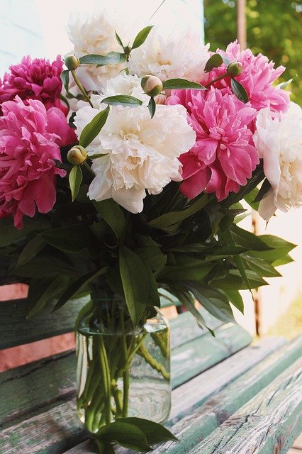 Free download Peonies Summer Flowers -  free photo or picture to be edited with GIMP online image editor