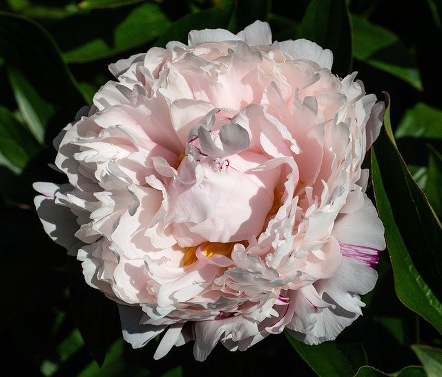 Descărcare gratuită Peony Blossom Bloom - fotografie sau imagini gratuite pentru a fi editate cu editorul de imagini online GIMP