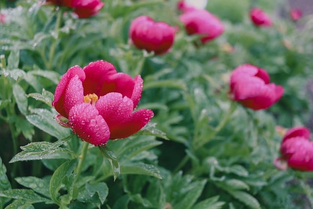 Free download peony blossoms raindrop waterdrop free picture to be edited with GIMP free online image editor