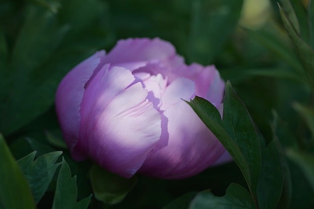Free download peony bud petals nature close up free picture to be edited with GIMP free online image editor