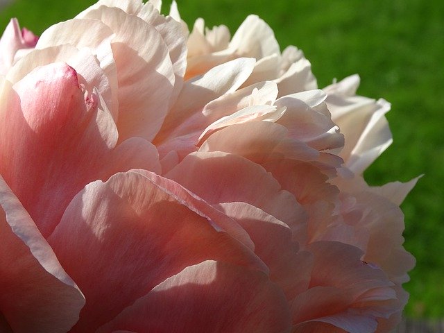 Free picture Peony Diameter Flower -  to be edited by GIMP free image editor by OffiDocs