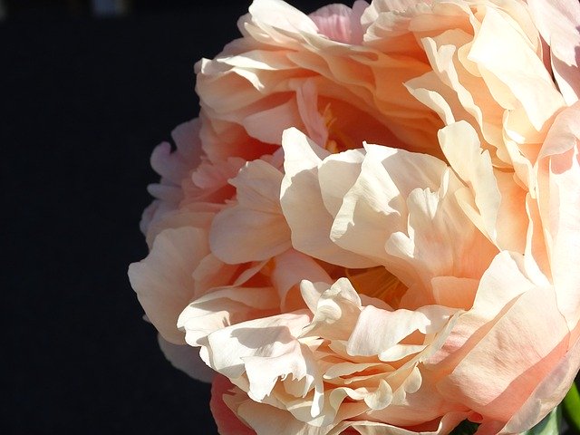 Free download Peony Diameter Garden -  free photo or picture to be edited with GIMP online image editor