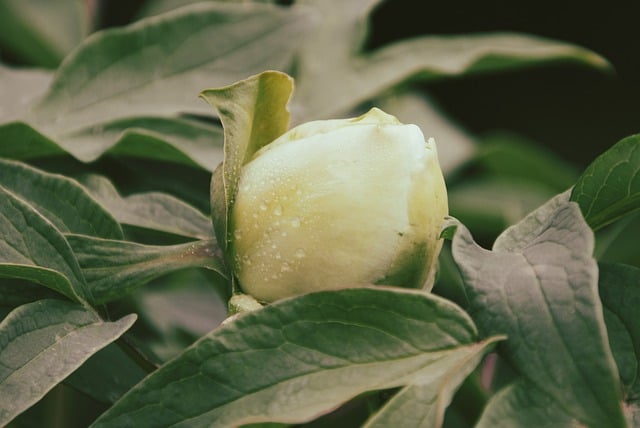 Free download peony flower blossom bloom flora free picture to be edited with GIMP free online image editor