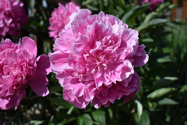 Free download Peony Flower Close Up -  free photo or picture to be edited with GIMP online image editor