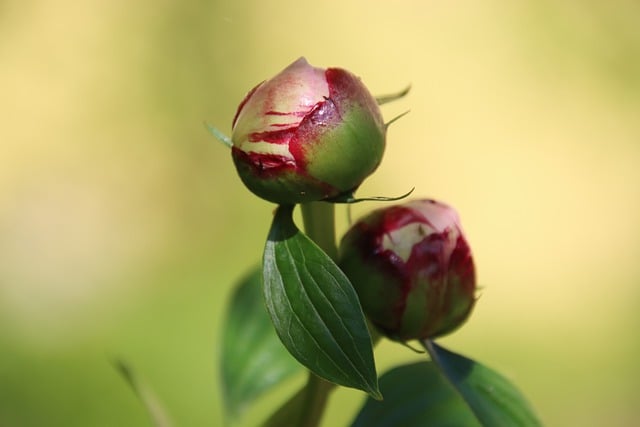 Free download peony flower flower buds spring free picture to be edited with GIMP free online image editor