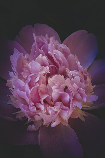 Free download Peony Flower Gloomy -  free photo or picture to be edited with GIMP online image editor