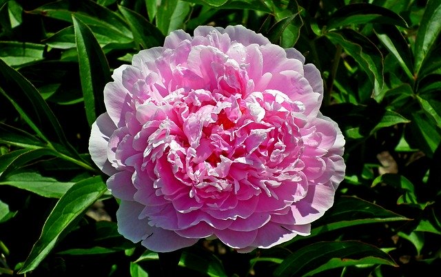 Free download Peony Flower Pink -  free photo or picture to be edited with GIMP online image editor