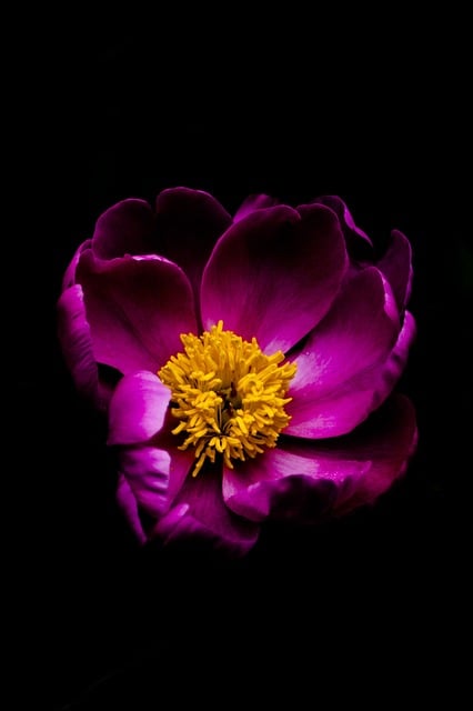 Free download peony flower pink flower free picture to be edited with GIMP free online image editor