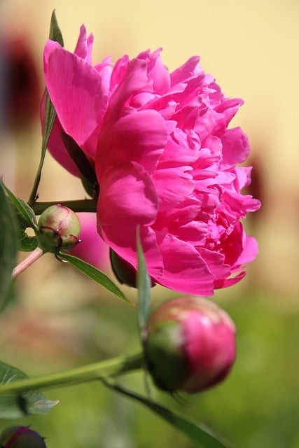 Free download peony flower pink flower pink peony free picture to be edited with GIMP free online image editor